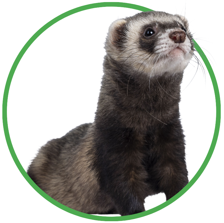 Image of a circle with a ferret inside, which serves as the button link to view the adoptable small pets.
