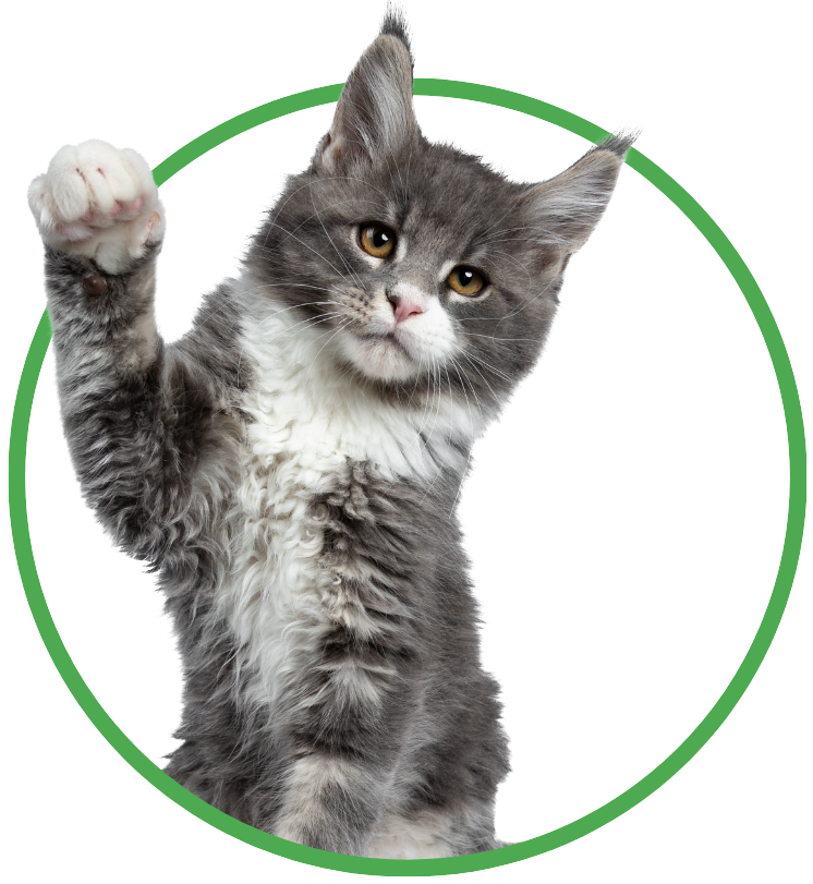 Image of a circle with a cat inside raising his paw in greeting, which serves as the button link to view the adoptable cats.