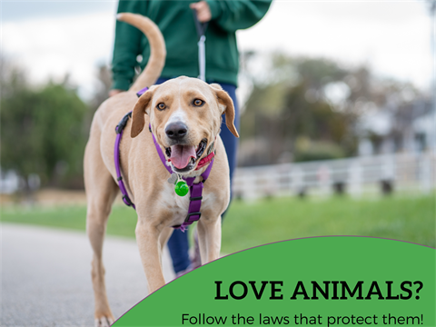 Animal Laws Main Photo.png