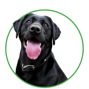Dogs Reported Found.png