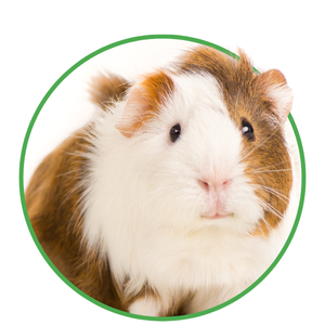 Small Pets Reported Missing.png