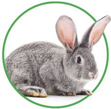 Picture of a rabbit inside a green circle border