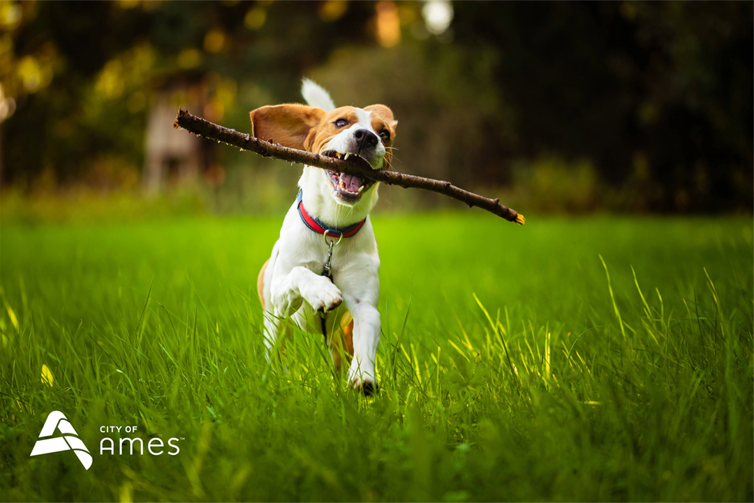 Pet Licensing Program - City of Ames, Iowa