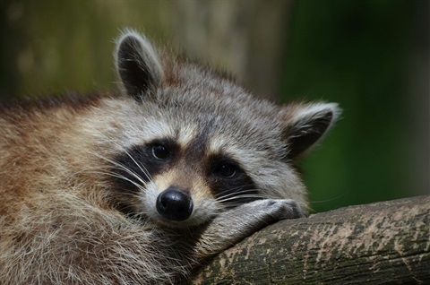 Wildlife Photo.jpg