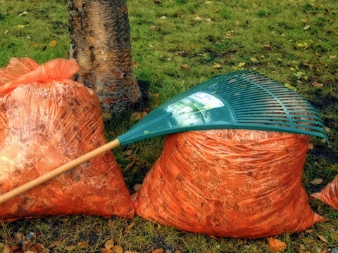 Leaves being raked