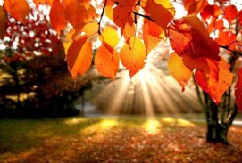 Fall Leaves