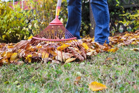 Person raking leaves