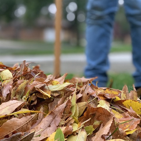 Leaves being raked