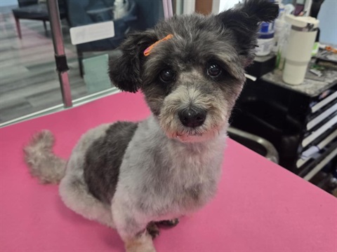 Adoptable Dog at the Ames Animal Shelter