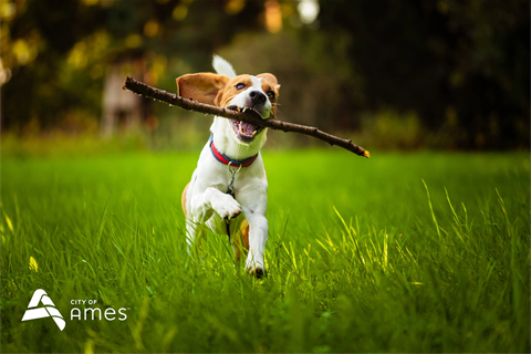 Dog running through grass with stick