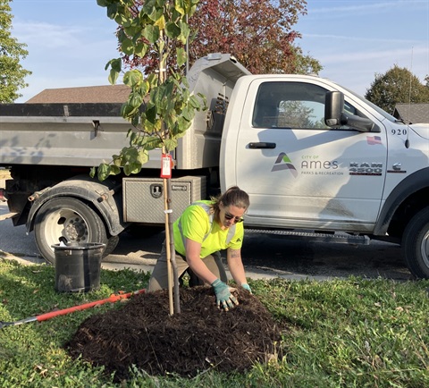 Person packing dirt around a planted tree
