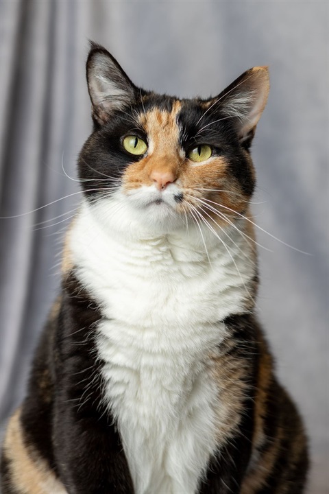 Black, white, and orange cat
