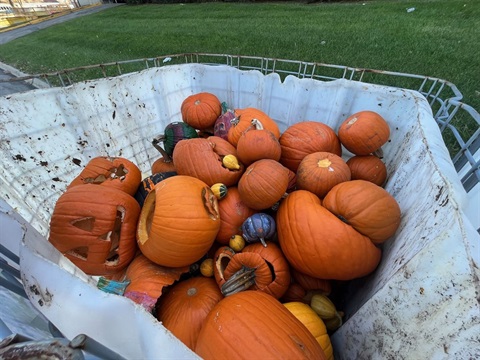 Decaying pumpkins in a bin