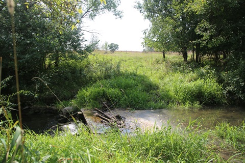 Grass and brush near water