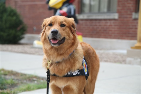 Penny the Dog