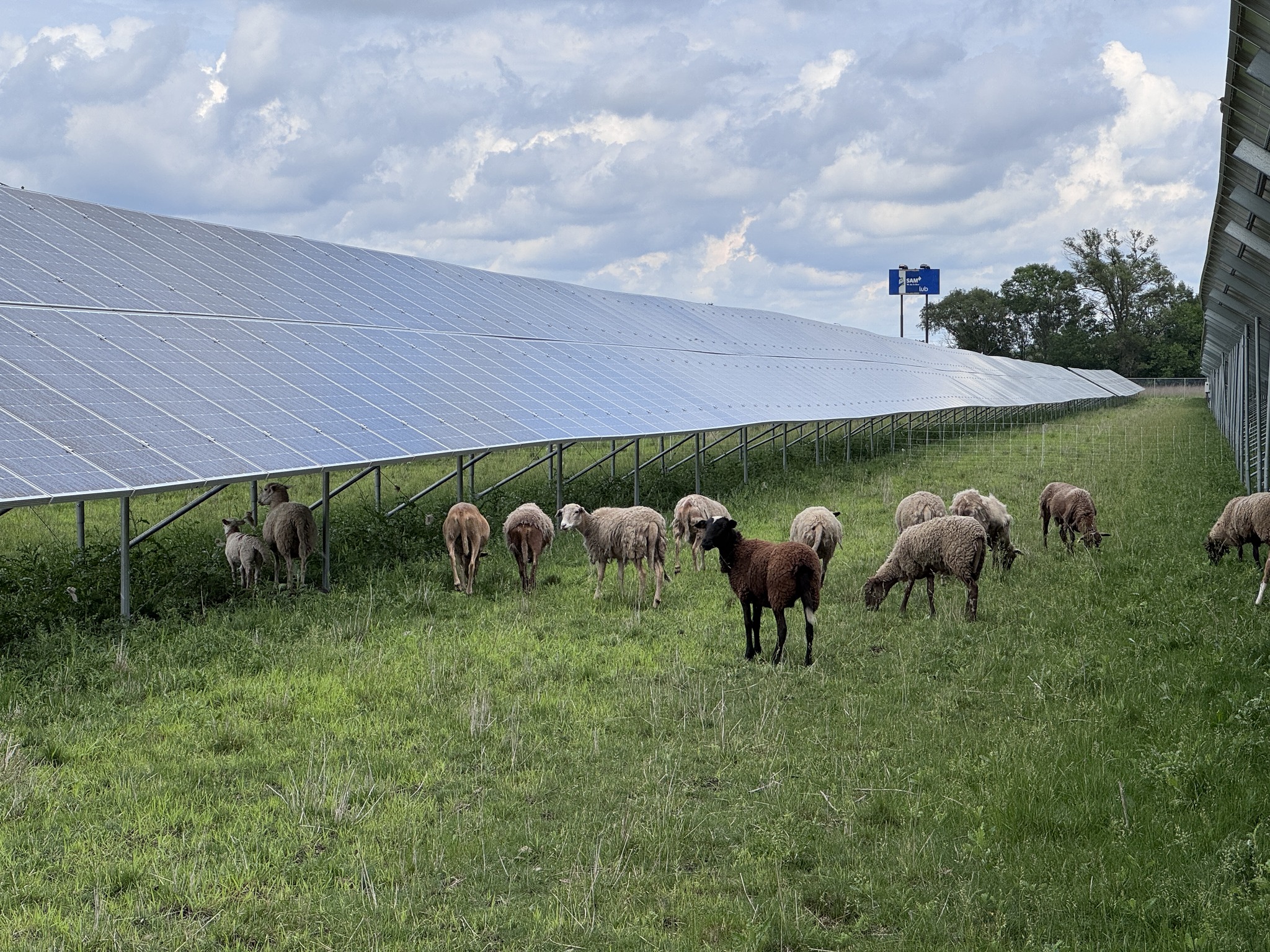 Sheep on grass next to solar panels