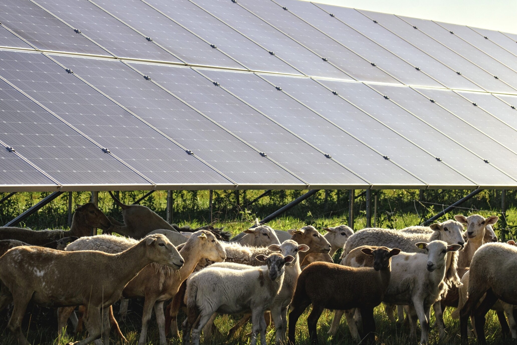 Solar sheep.jpg